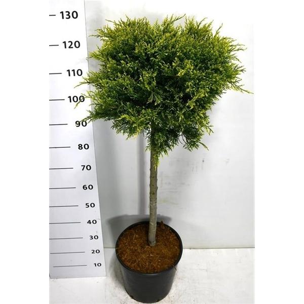 Горшечные цветы и растения оптом Juniperus Pfitz Old Gold от 1шт из Голландии с доставкой по России