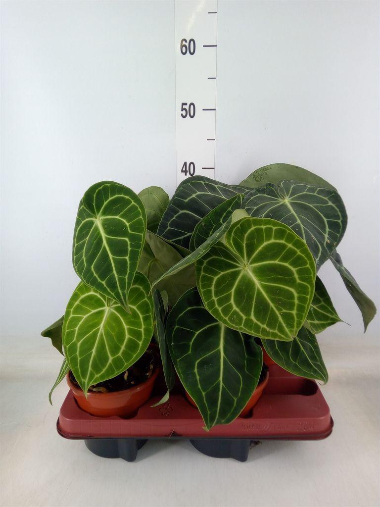 Горшечные цветы и растения оптом Anthurium Clarinervium от 4шт из Голландии с доставкой по России