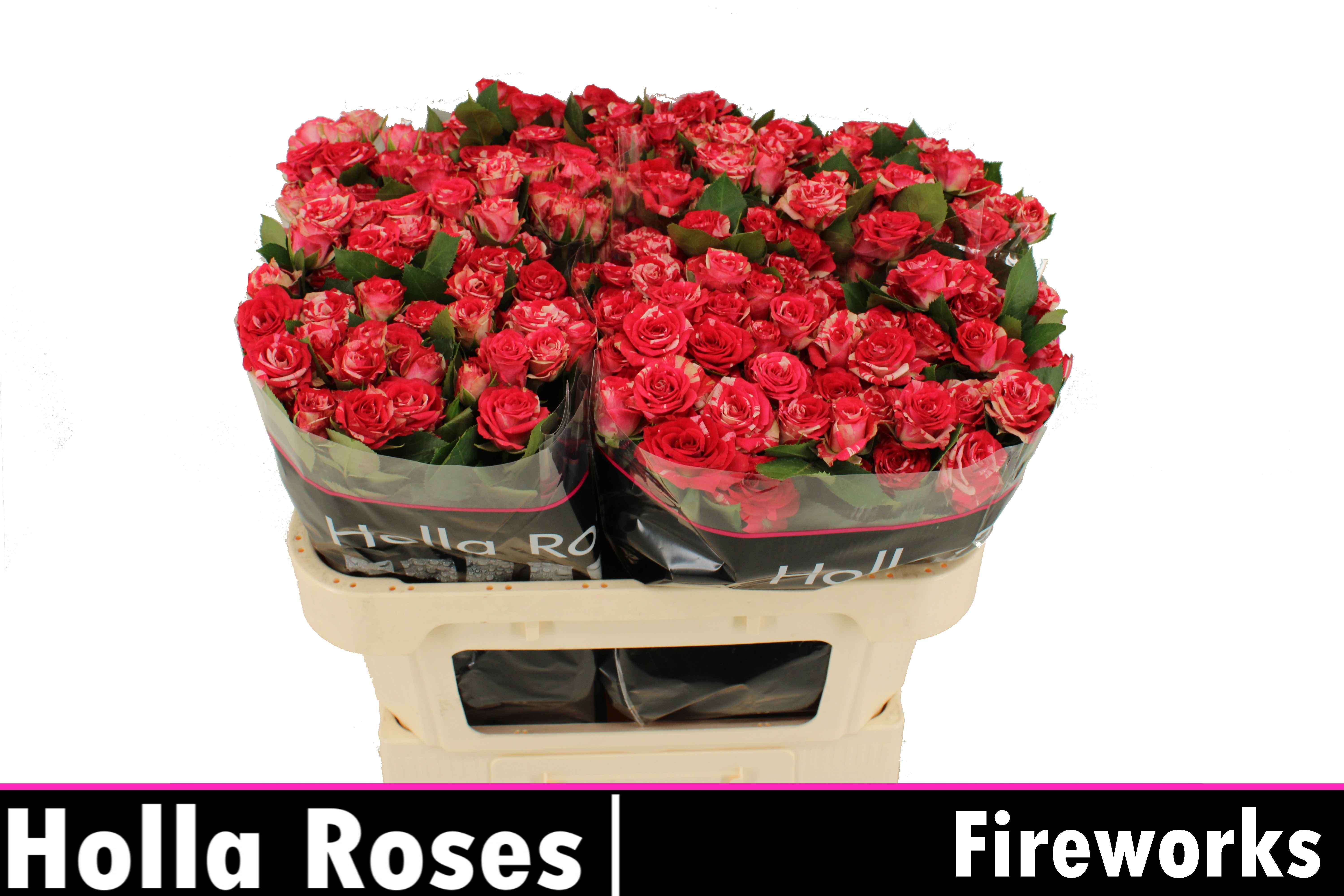 Срезанные цветы оптом Rosa sp fireworks от 40шт из Голландии с доставкой по России