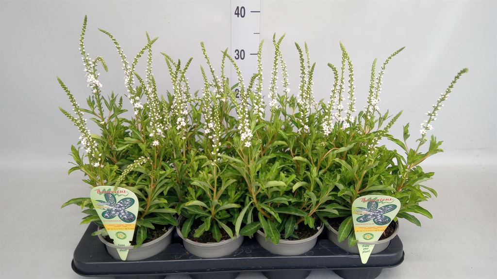Горшечные цветы и растения оптом Lysimachia   ... от 8шт из Голландии с доставкой по России