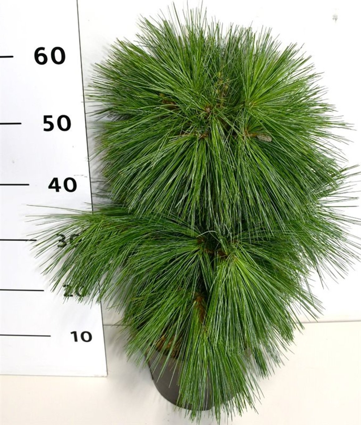 Горшечные цветы и растения оптом Pinus Schwerinii Wiethorst от 1шт из Голландии с доставкой по России