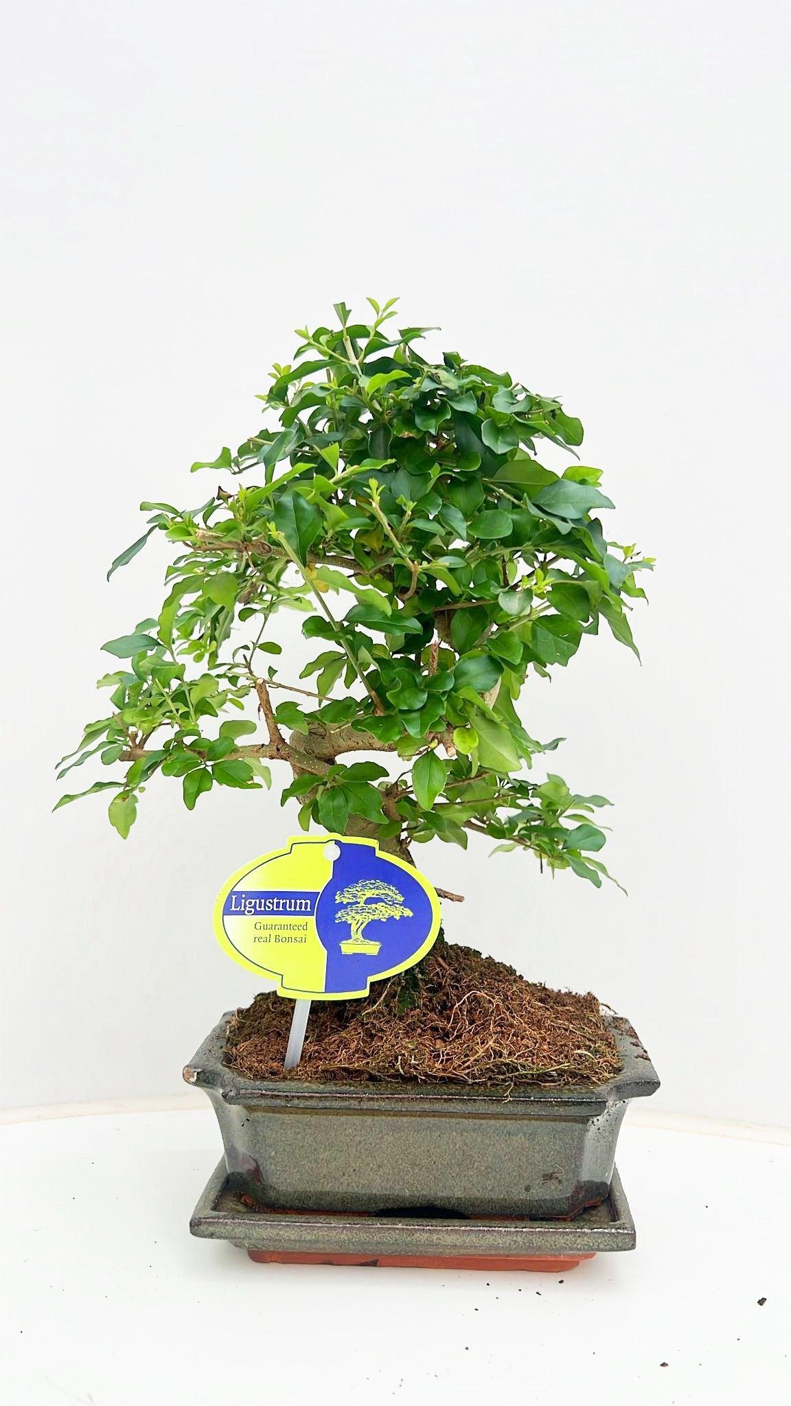 Горшечные цветы и растения оптом Bonsai Ligustrum Sinensis, 15cm., Shape, With Drip от 10шт из Голландии с доставкой по России