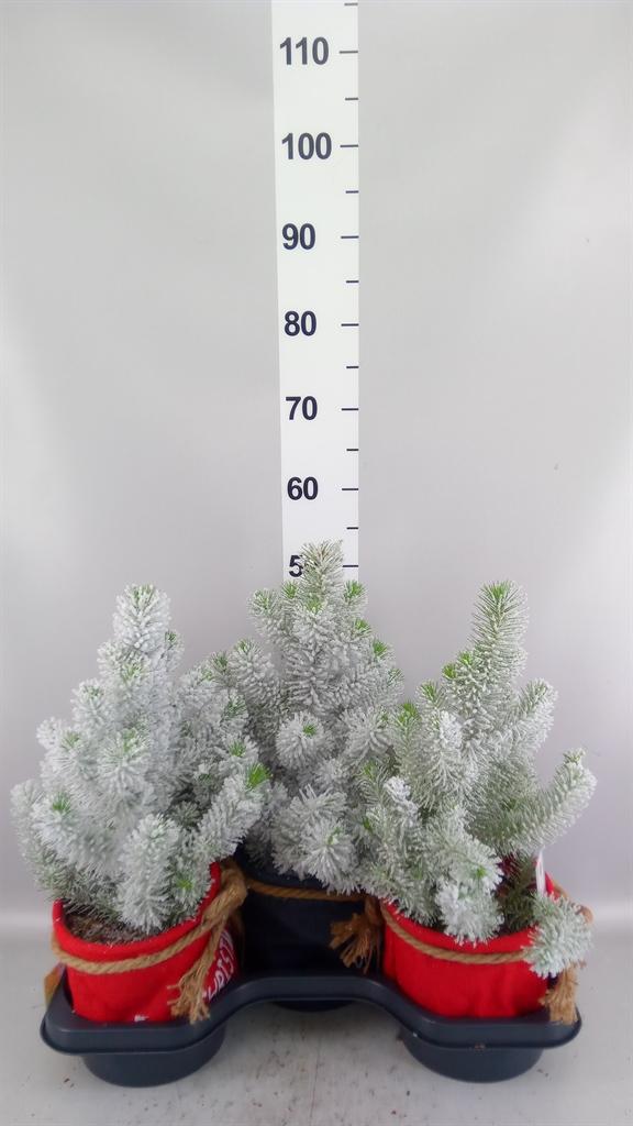 Горшечные цветы и растения оптом Pinus Pinea silver Crest от 3шт из Голландии с доставкой по России
