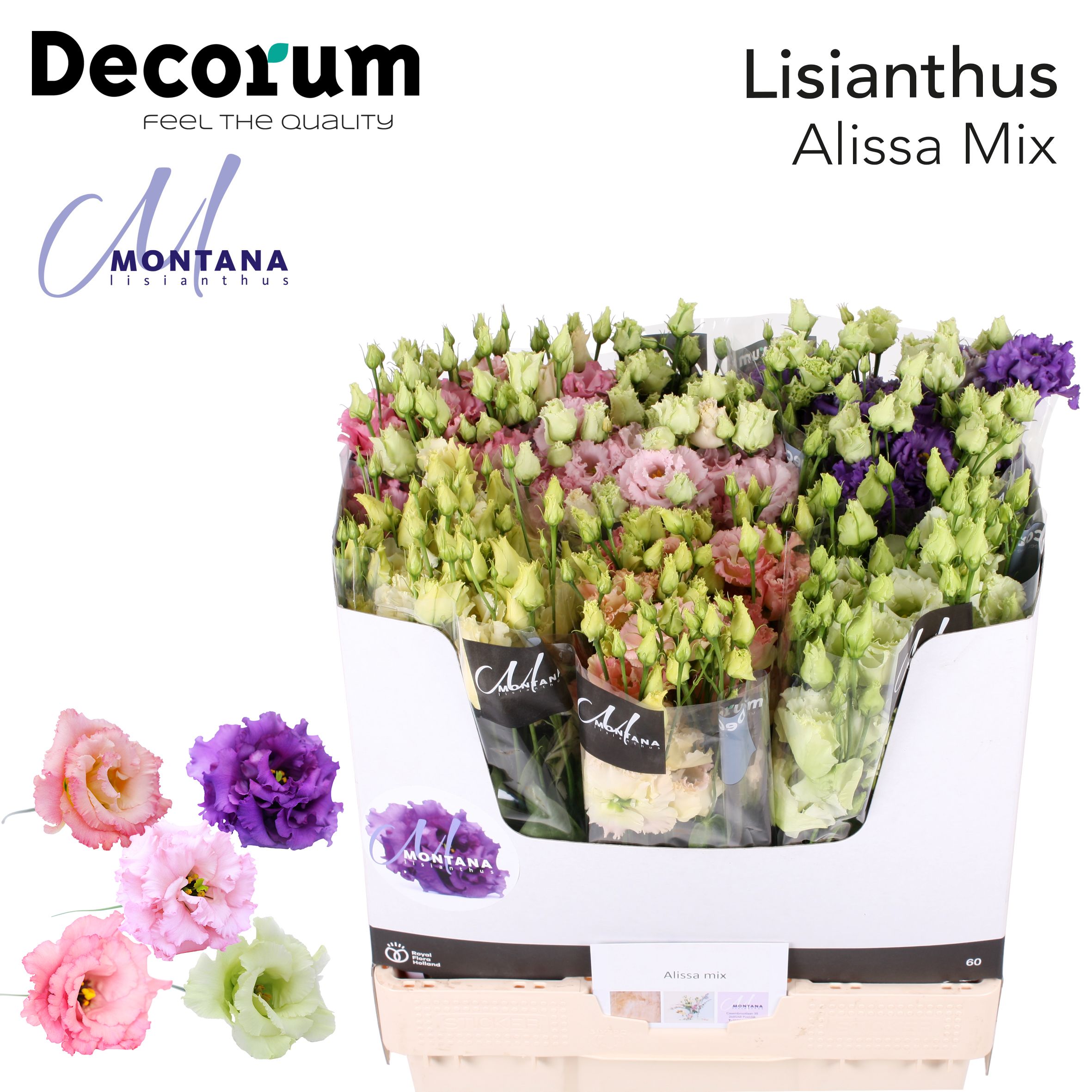 Срезанные цветы оптом Lisianthus do alissa mix in bucket от 60шт из Голландии с доставкой по России