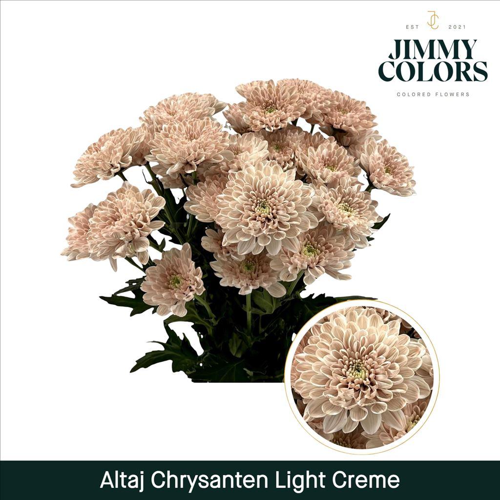 Срезанные цветы оптом Chrys sp paint altaj light creme от 40шт из Голландии с доставкой по России