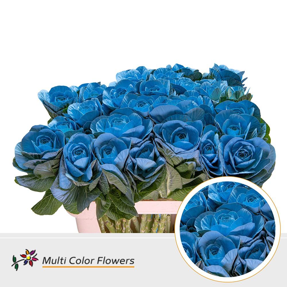 Срезанные цветы оптом Brassica paint blue light от 30шт из Голландии с доставкой по России