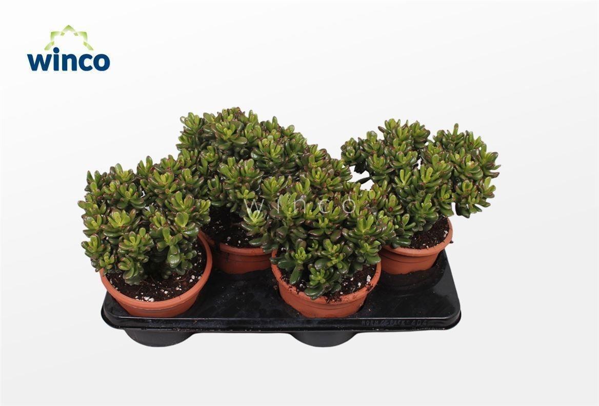 Горшечные цветы и растения оптом Crass Convoluta от 4шт из Голландии с доставкой по России