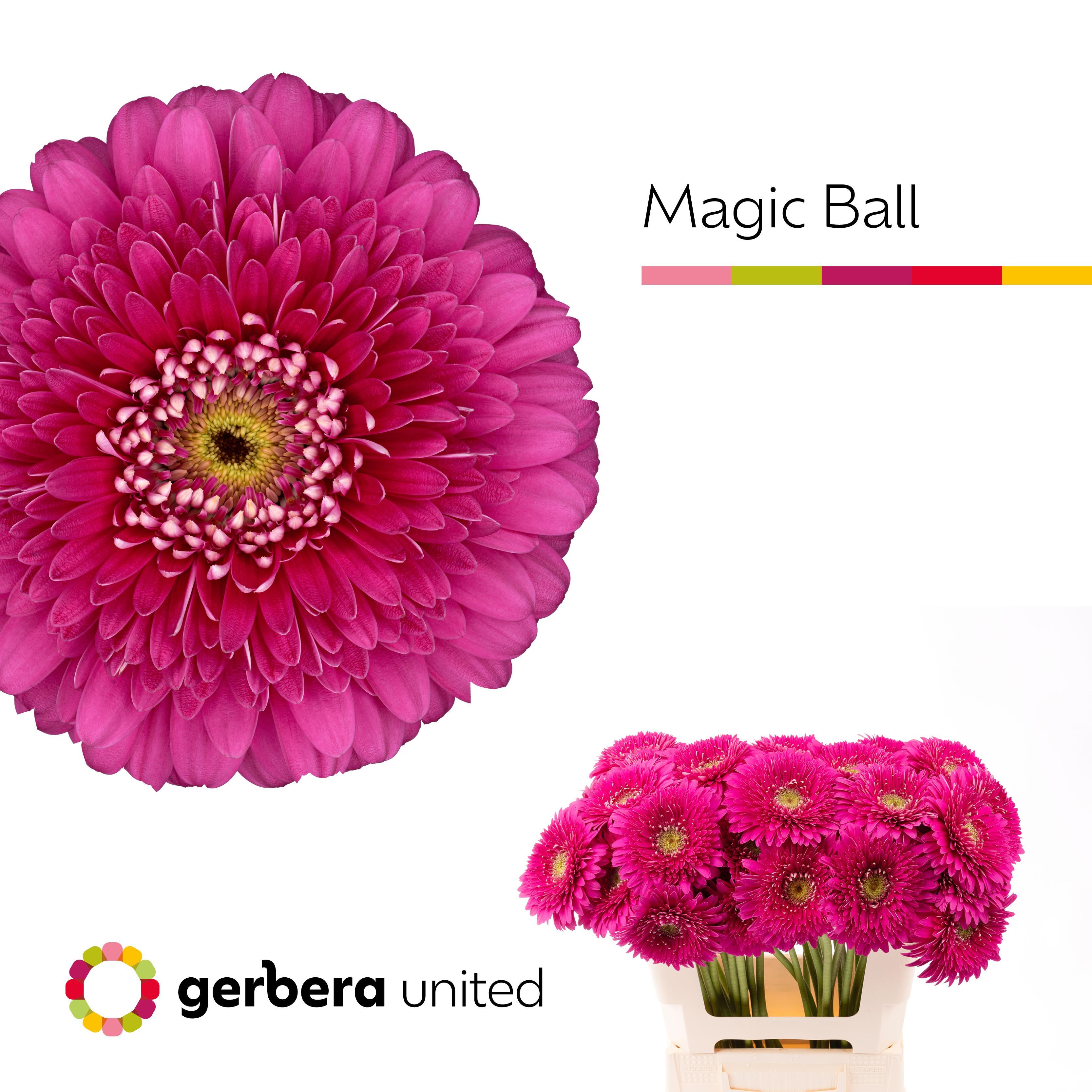 Срезанные цветы оптом Gerbera magic ball от 40шт из Голландии с доставкой по России