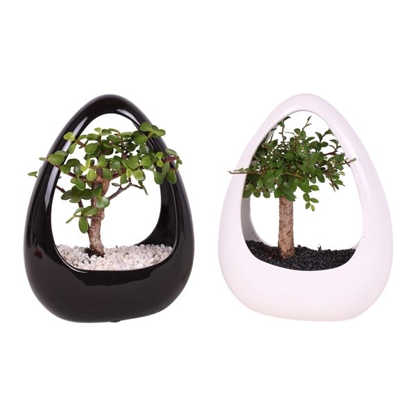 Горшечные цветы и растения оптом Bonsai Mix In Ikebana Ceramic Black & White от 8шт из Голландии с доставкой по России