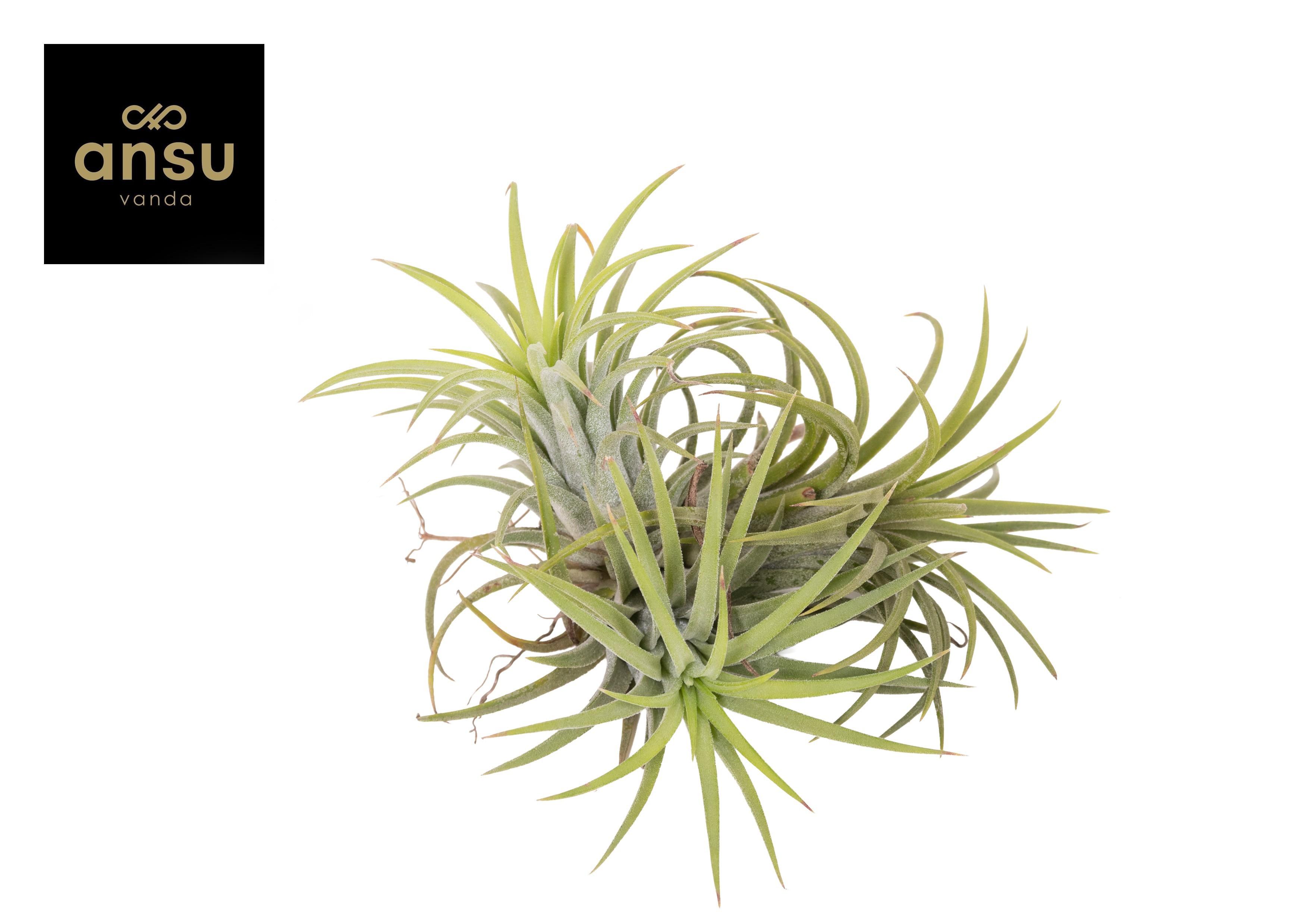 Горшечные цветы и растения оптом Tillandsia Ionantha X3 от 6шт из Голландии с доставкой по России