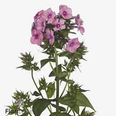 Срезанные цветы оптом Phlox kiki от 50шт из Голландии с доставкой по России Срезанные цветы оптом Phlox kiki от 50шт из Голландии с доставкой по России