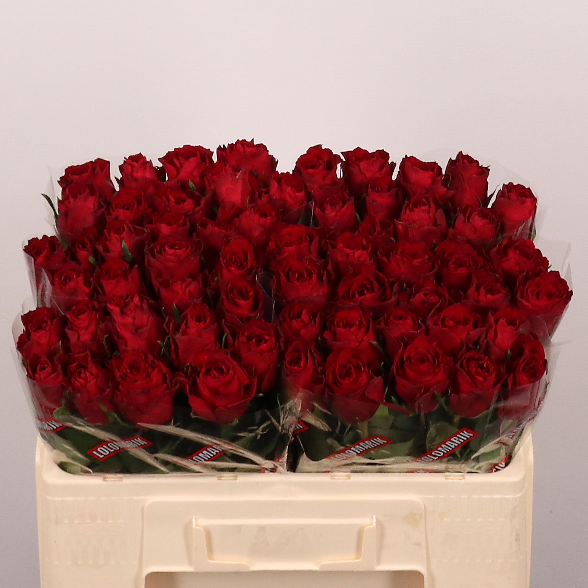 Срезанные цветы оптом Rosa large madam red от 60шт. из Голландии с доставкой по России