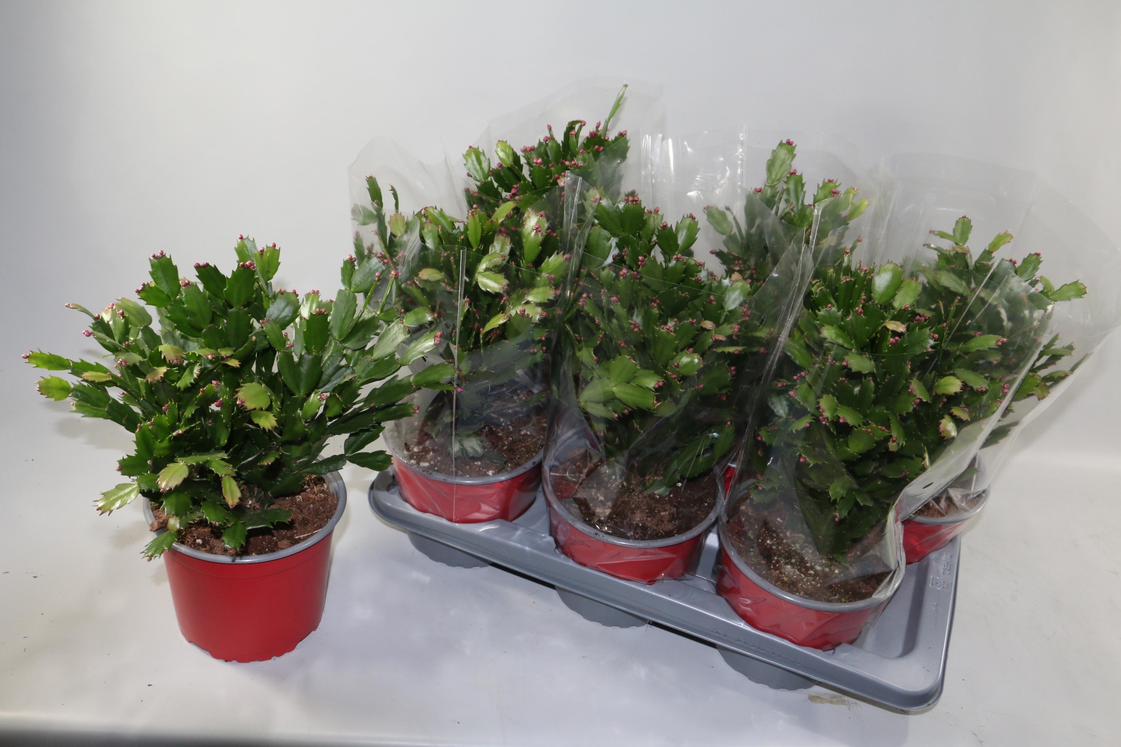 Горшечные цветы и растения оптом Schlumb Ov от 6шт из Голландии с доставкой по России