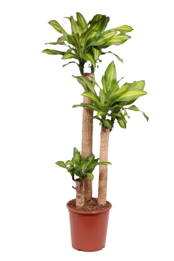 Горшечные цветы и растения оптом Dracaena Massangeana 90-60-30 от 1шт из Голландии с доставкой по России