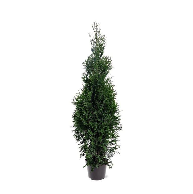 Горшечные цветы и растения оптом Thuja Occ King Of Brabant от 1шт из Голландии с доставкой по России