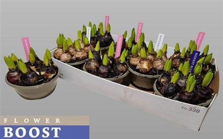 Горшечные цветы и растения оптом Hyacin Pear Gem 4 Kl 5pp от 7шт из Голландии с доставкой по России