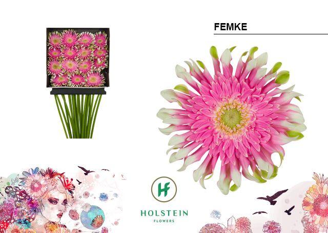 Срезанные цветы оптом Gerbera diamond gerpasta femke от 15шт из Голландии с доставкой по России