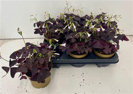 Горшечные цветы и растения оптом Oxalis Triangularis от 6шт из Голландии с доставкой по России