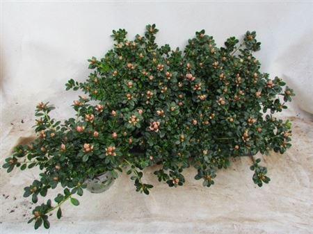 Горшечные цветы и растения оптом Rhodo Si Mevr Gerard от 6шт из Голландии с доставкой по России