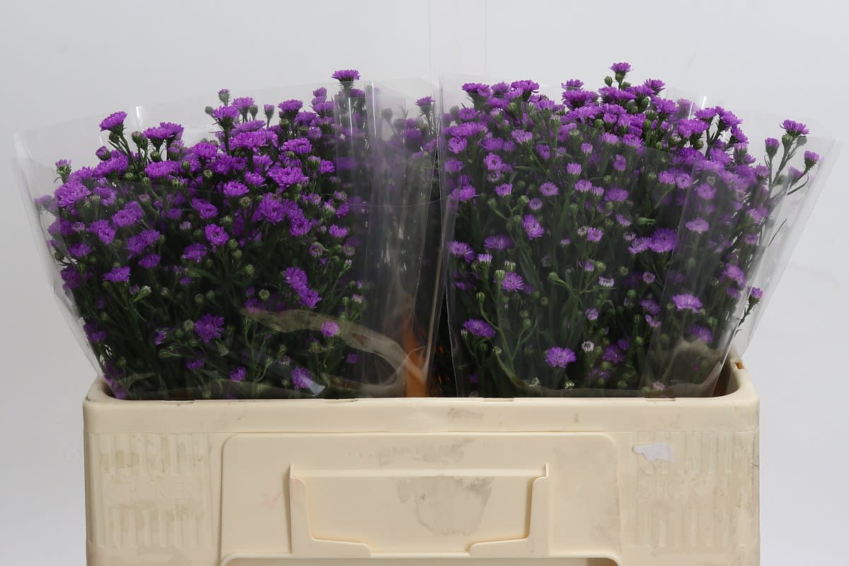 Срезанные цветы оптом Aster baby pink от 100шт из Голландии с доставкой по России Срезанные цветы оптом Aster baby pink от 100шт из Голландии с доставкой по России