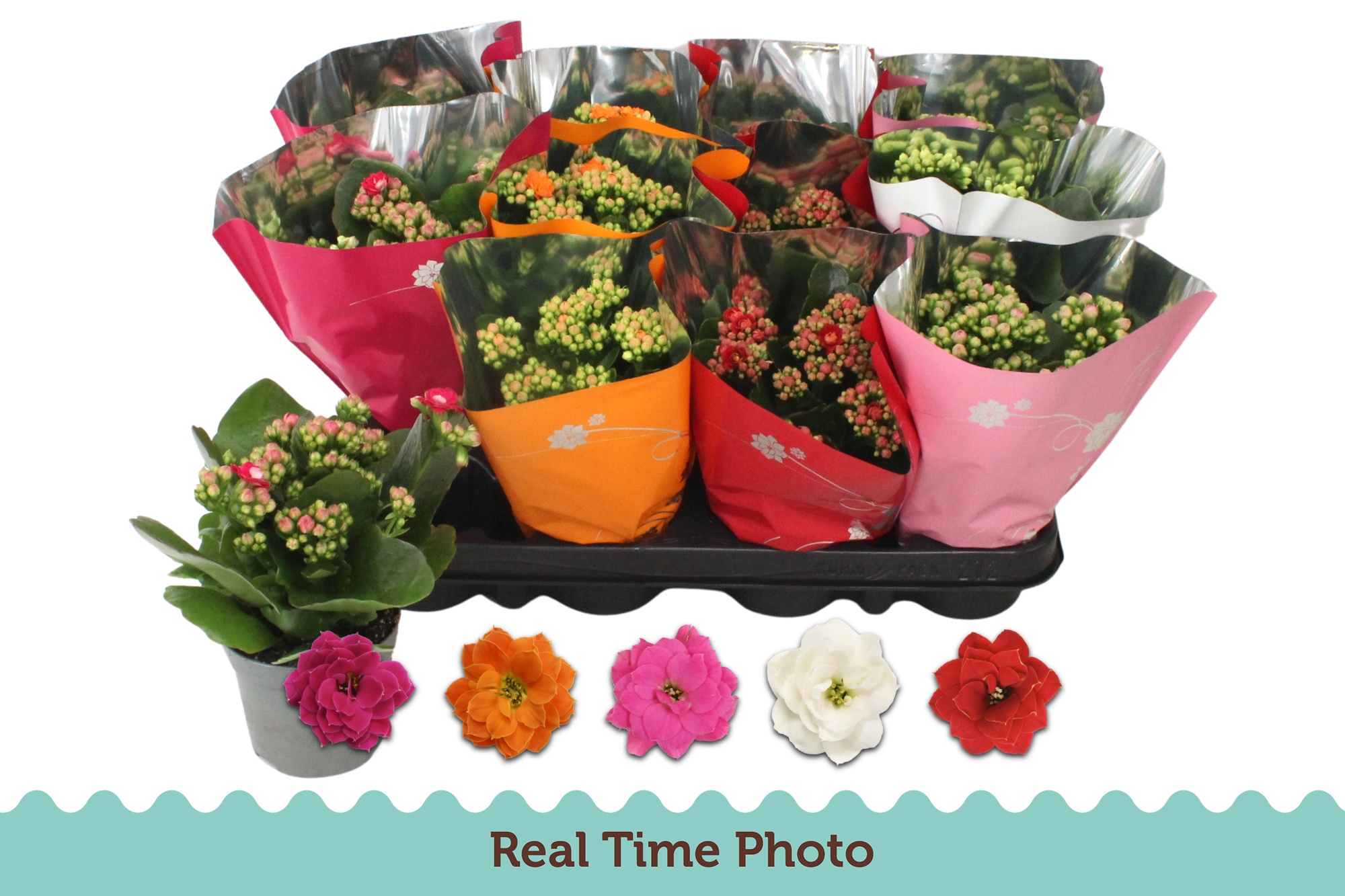 Горшечные цветы и растения оптом Kal Ge Gem 5 Kl от 12шт (для телеги) из Голландии с доставкой по России