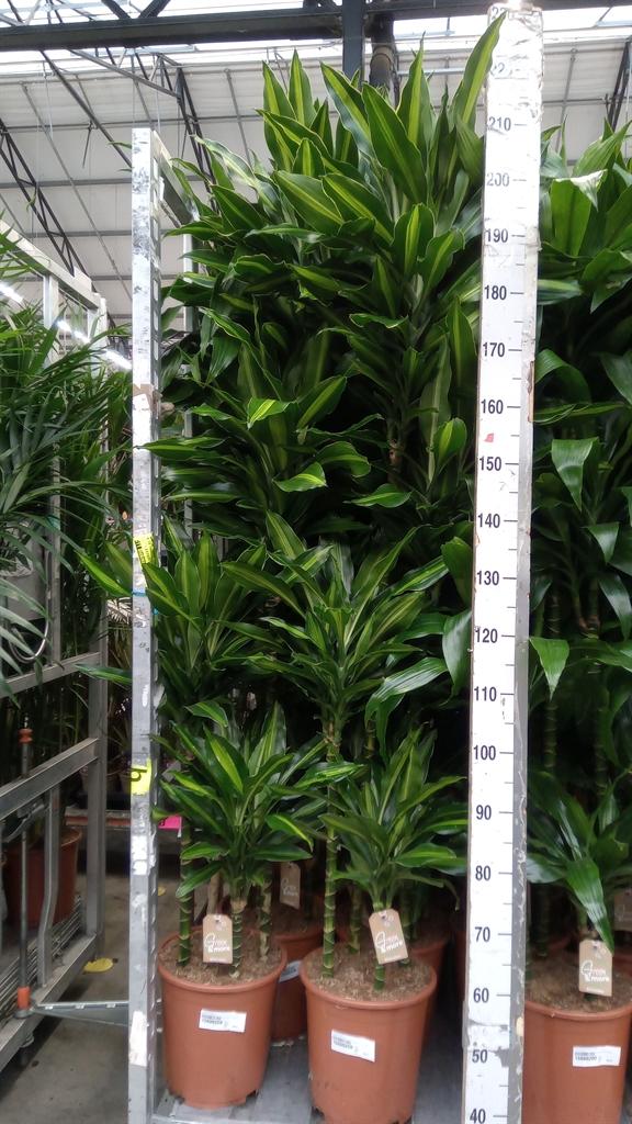 Горшечные цветы и растения оптом Dracaena Fr De ... от 1шт из Голландии с доставкой по России
