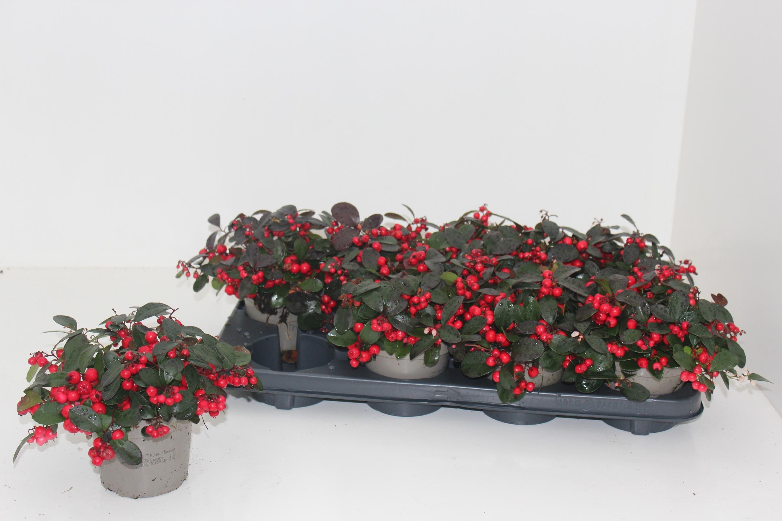 Горшечные цветы и растения оптом Gaulth Pr Ciao B Red от 8шт из Голландии с доставкой по России