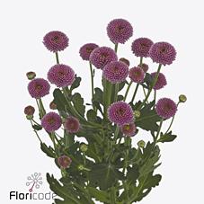 Срезанные цветы оптом Chrys sa madiba pompon purple от 75шт из Голландии с доставкой по России