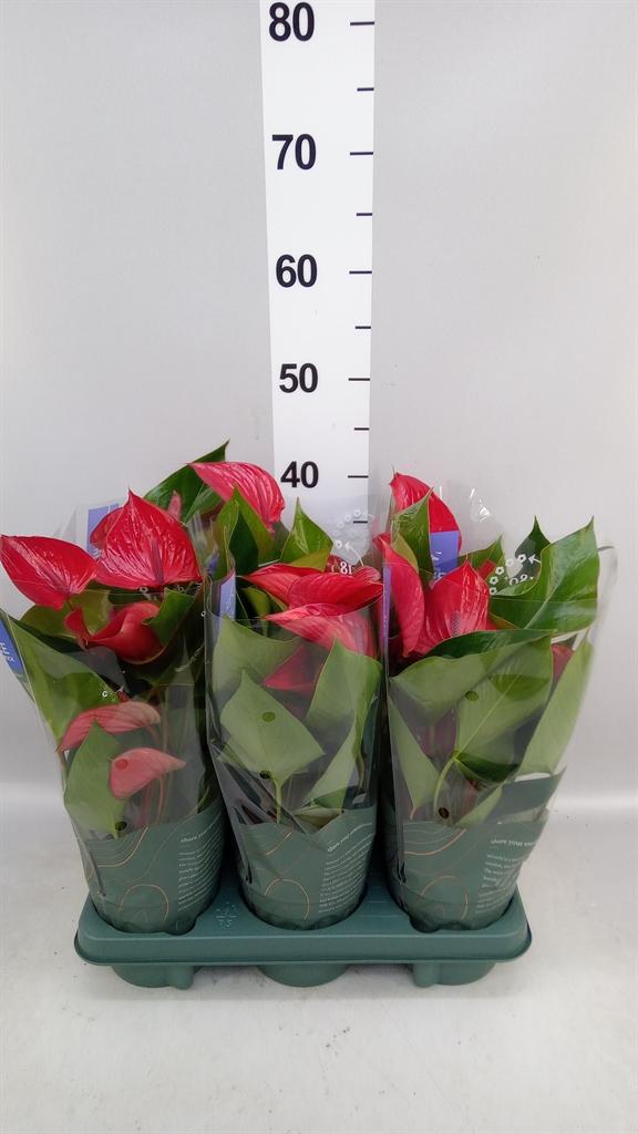 Горшечные цветы и растения оптом Anthurium Andr. picanta Red от 6шт из Голландии с доставкой по России