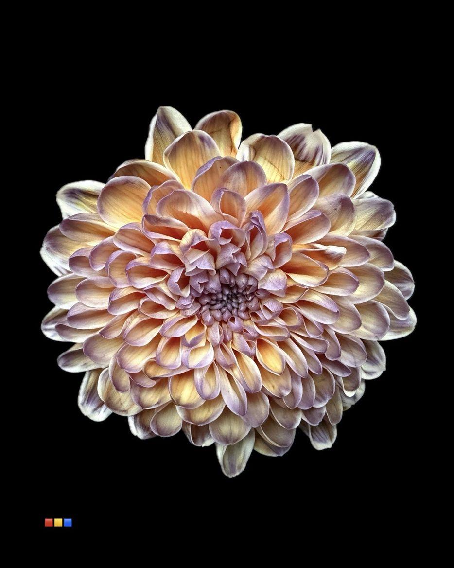 Срезанные цветы оптом Chrys sp paint altaj bonaire от 40шт из Голландии с доставкой по России