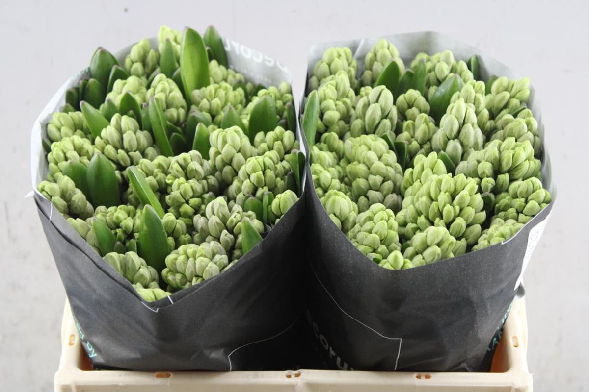 Срезанные цветы оптом Hyacinthus city of bradford от 50шт из Голландии с доставкой по России