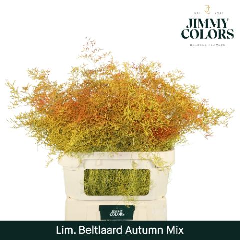 Срезанные цветы оптом Limonium beltlaard paint mix autumn от 25шт из Голландии с доставкой по России