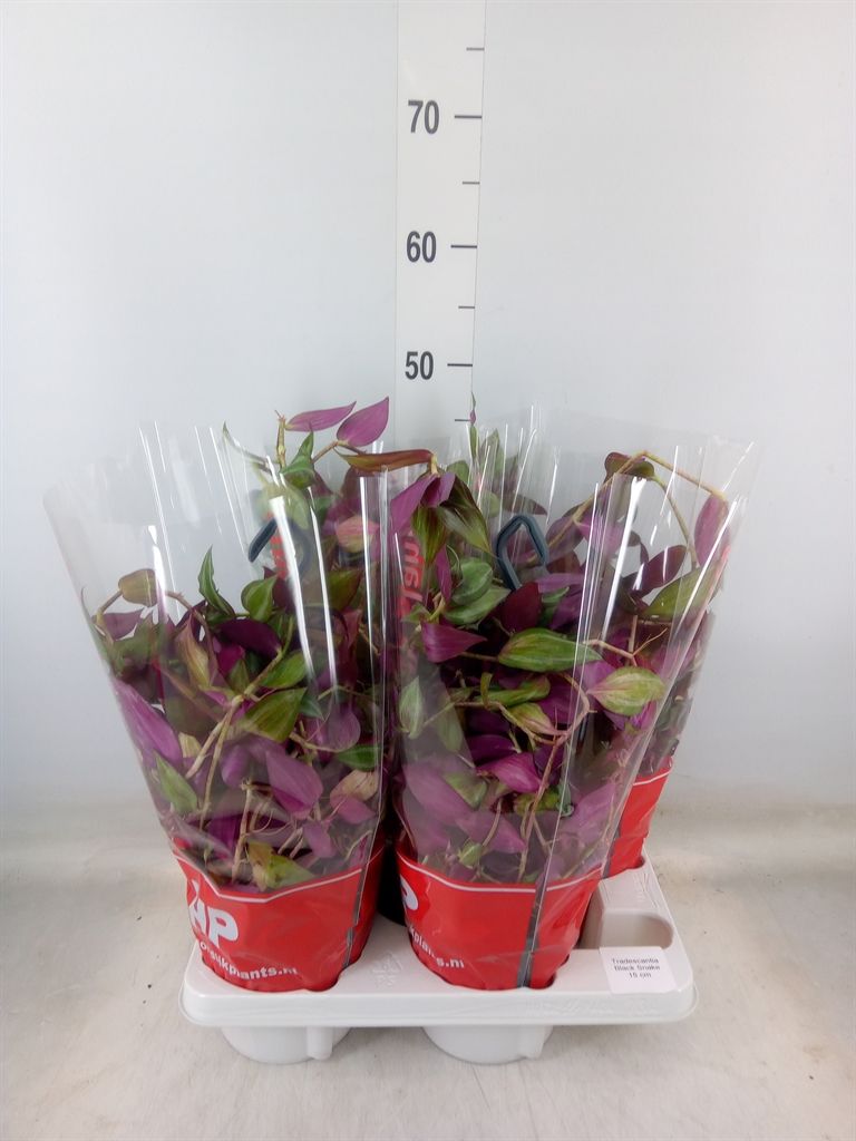 Горшечные цветы и растения оптом Tradescantia   ... от 4шт из Голландии с доставкой по России