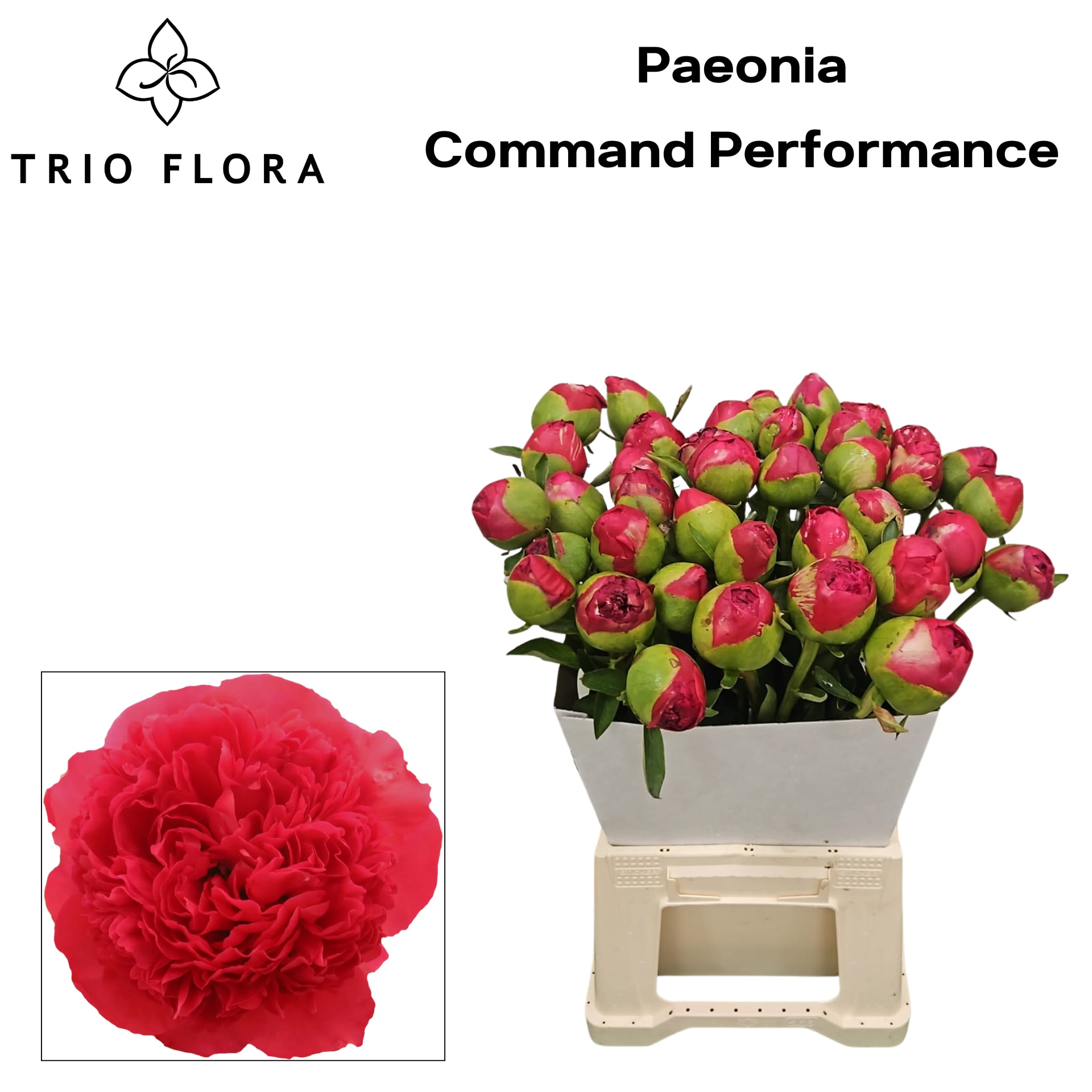 Срезанные цветы оптом Paeonia command performance от 40шт из Голландии с доставкой по России