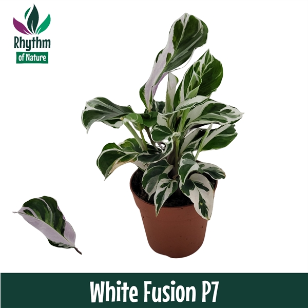 Горшечные цветы и растения оптом Calathea White Fusion от 16шт из Голландии с доставкой по России