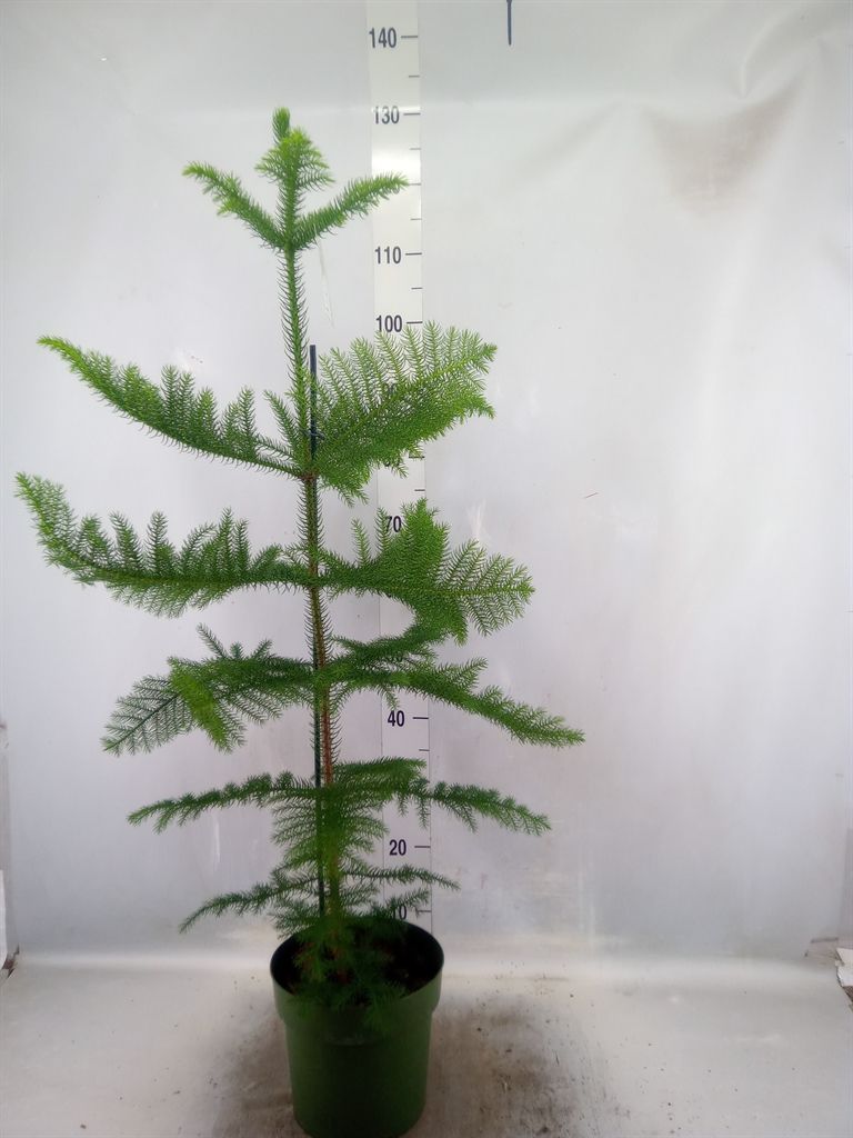 Горшечные цветы и растения оптом Araucaria 1pp от 1шт из Голландии с доставкой по России