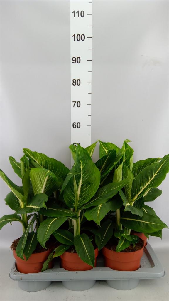 Горшечные цветы и растения оптом Dieffenbachia Seg. ... от 6шт из Голландии с доставкой по России