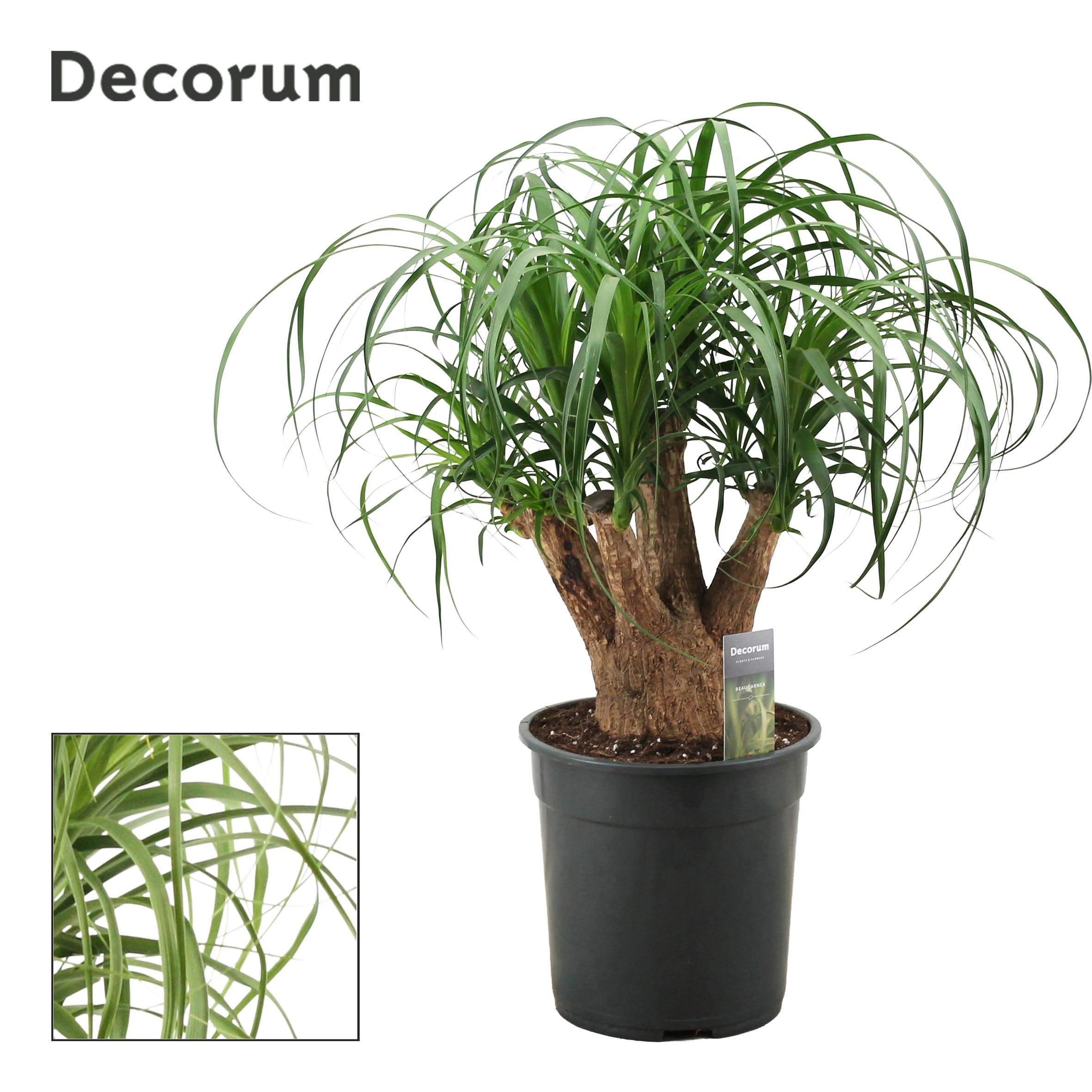 Горшечные цветы и растения оптом Beaucarnea Branched (decorum) от 1шт из Голландии с доставкой по России