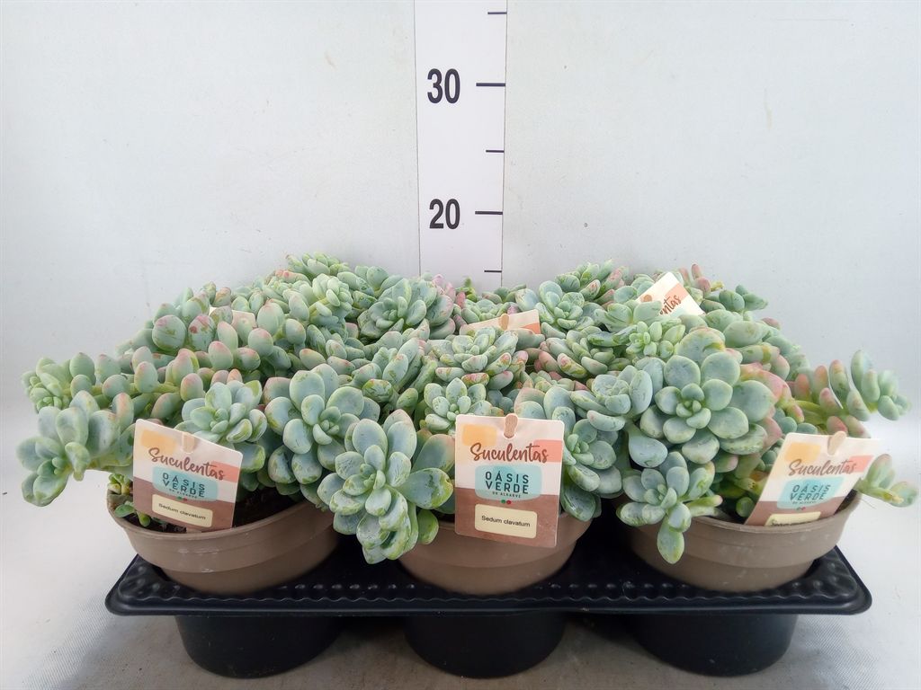 Горшечные цветы и растения оптом Sedum   ... от 6шт из Голландии с доставкой по России