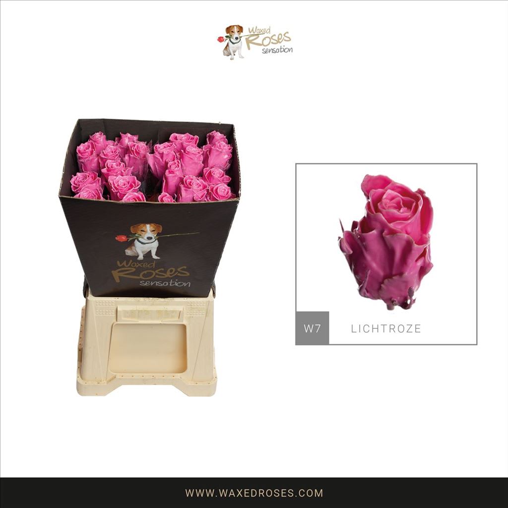 Срезанные цветы оптом Rosa large wax pink light 21 от 20шт из Голландии с доставкой по России