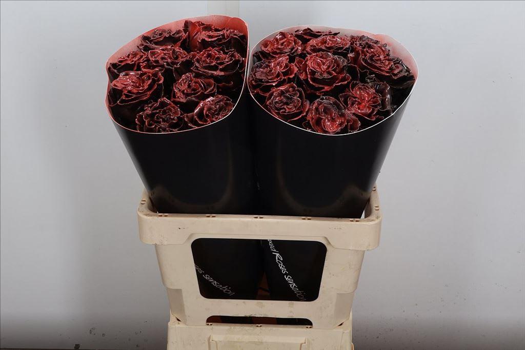 Срезанные цветы оптом Rosa large wax aubergine от 20шт из Голландии с доставкой по России