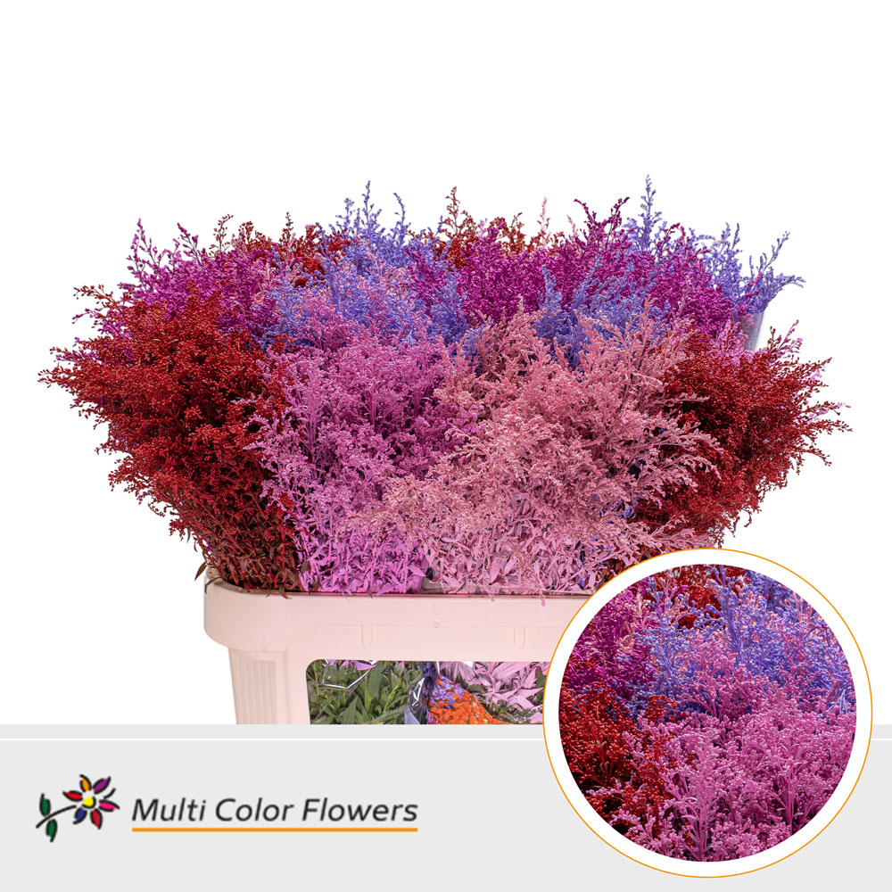 Срезанные цветы оптом Solidago paint mix love от 100шт. из Голландии с доставкой по России
