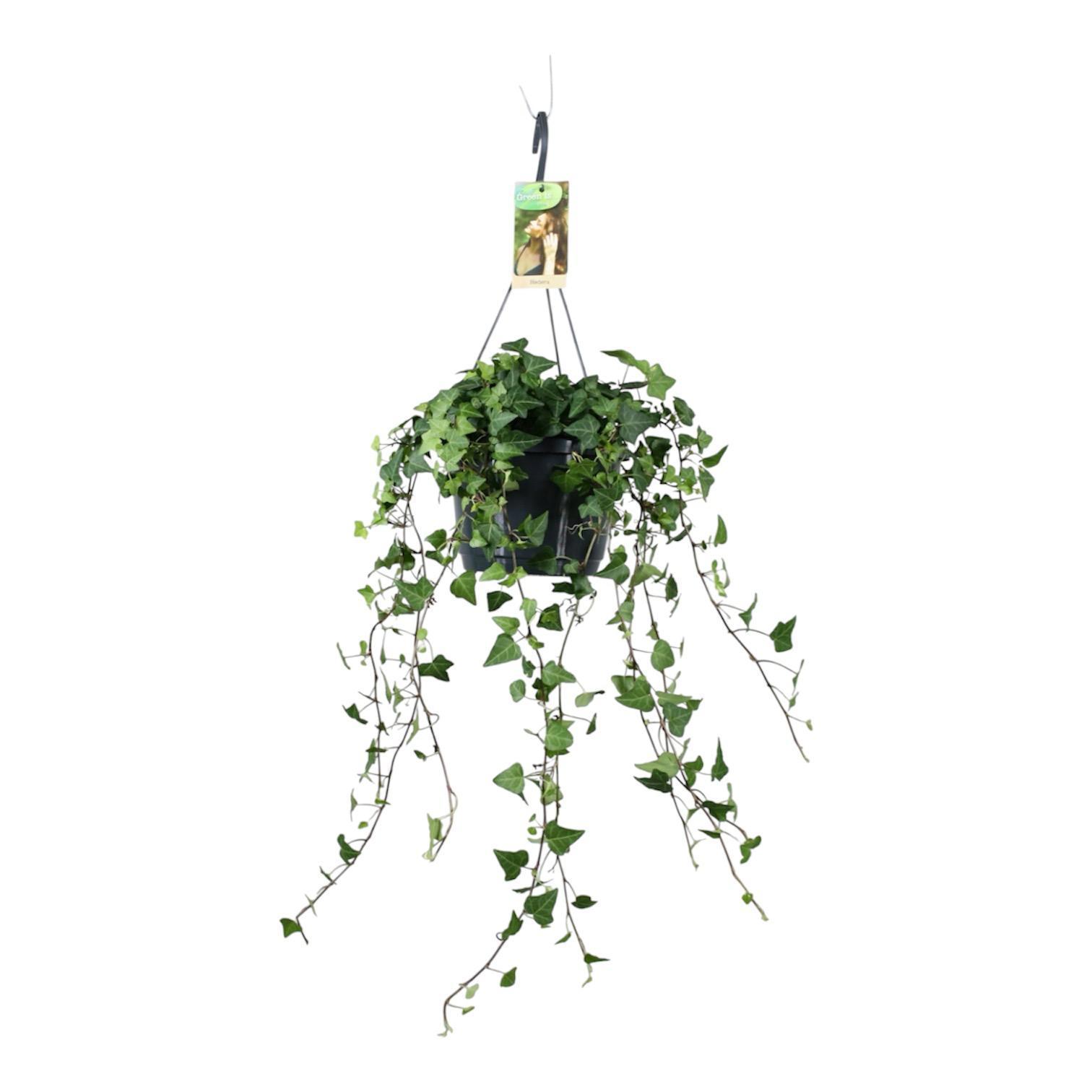 Горшечные цветы и растения оптом Hedera He Green от 1шт из Голландии с доставкой по России