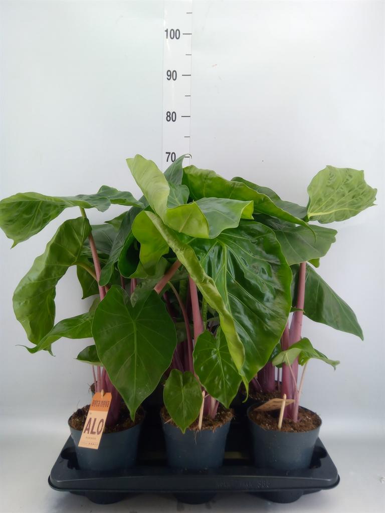 Горшечные цветы и растения оптом Alocasia   ... от 6шт (для телеги) из Голландии с доставкой по России