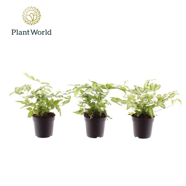 Горшечные цветы и растения оптом Pteris Cretica Albolineata (decorum) от 16шт (для телеги) из Голландии с доставкой по России Горшечные цветы и растения оптом Pteris Cretica Albolineata (decorum) от 16шт (для телеги) из Голландии с доставкой по России