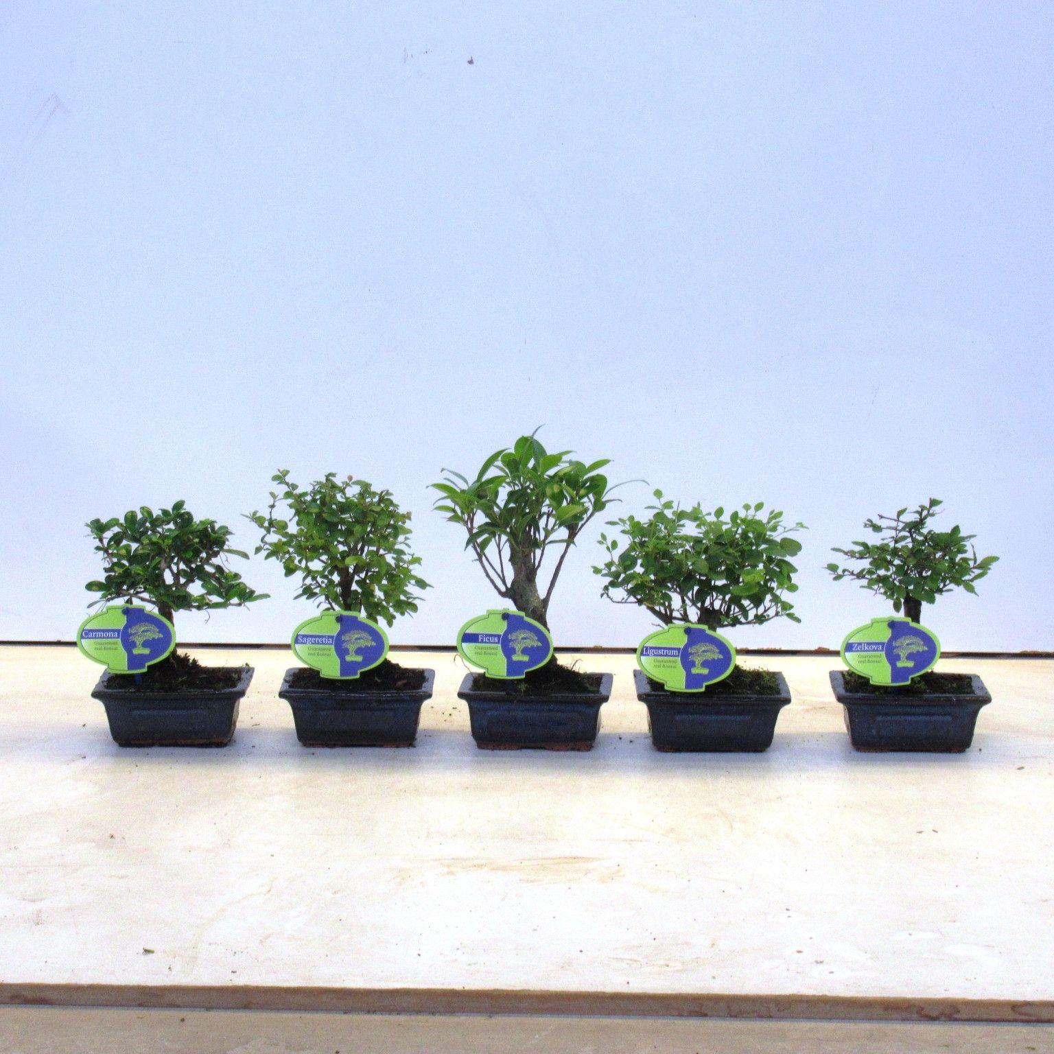 Горшечные цветы и растения оптом Bonsai Mix, Indoor, Without от 14шт из Голландии с доставкой по России