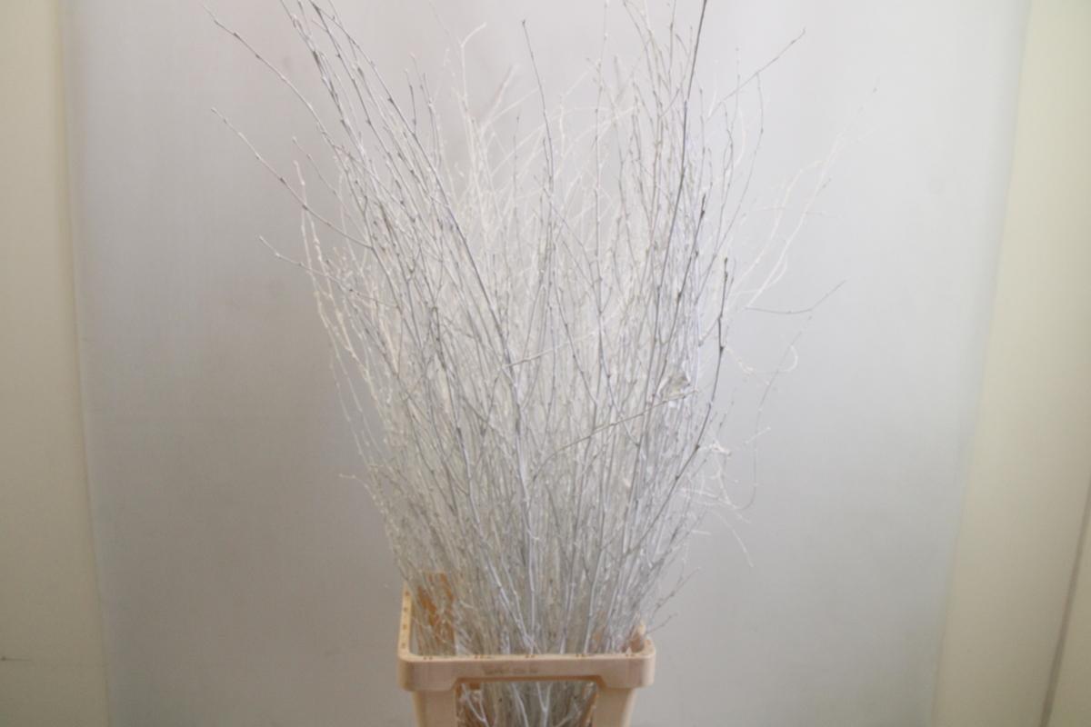 Срезанные цветы оптом Betula paint white от 10шт из Голландии с доставкой по России