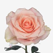 Срезанные цветы оптом Rosa large harmony in peach от 60шт из Голландии с доставкой по России