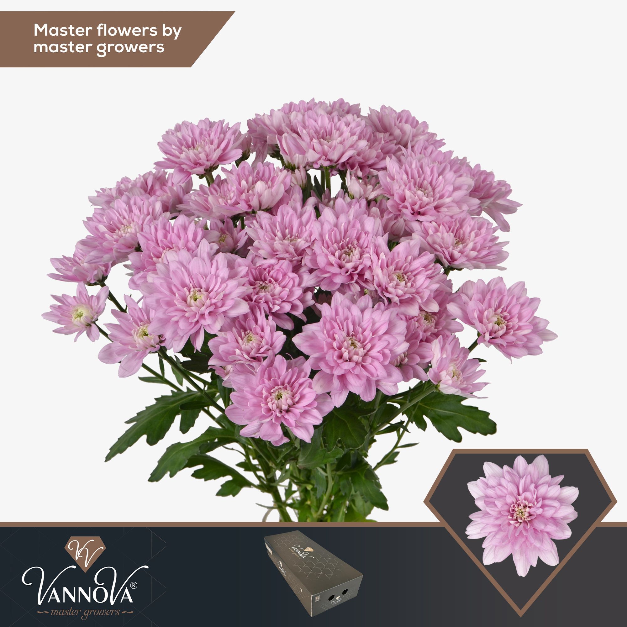 Срезанные цветы оптом Chrys sp baltica pink от 160шт из Голландии с доставкой по России
