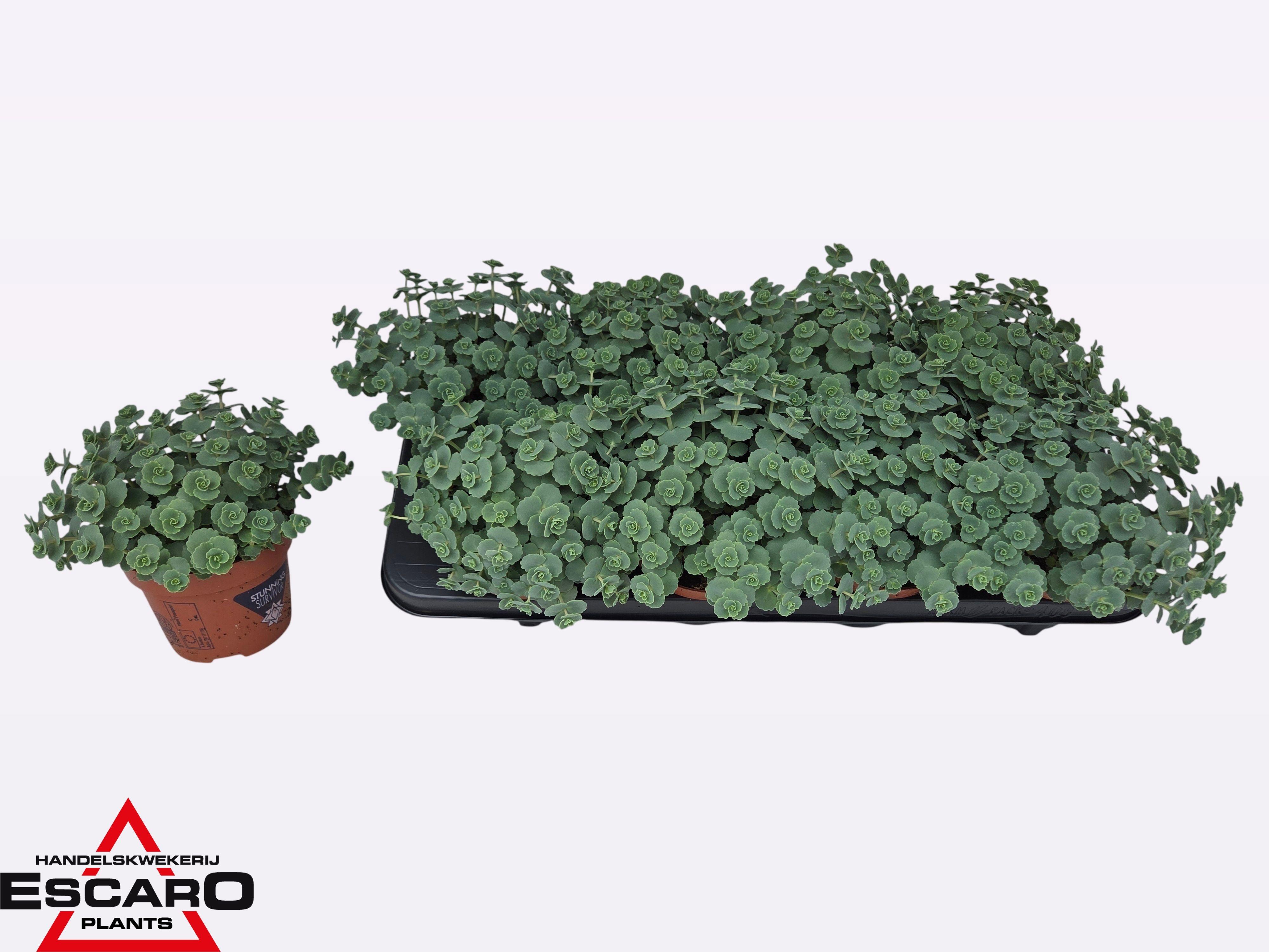 Горшечные цветы и растения оптом Sedum Sieboldii от 8шт из Голландии с доставкой по России